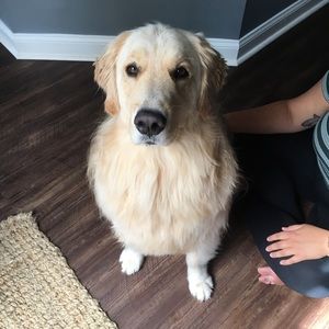 Meet your Posher, Joye